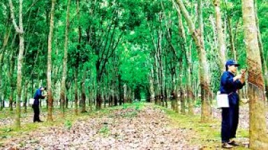 Đăk Nông: Phát triển cây cao su tràn lan không theo quy hoạch 