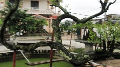    Cây khế có thế độc "xôn xao" giới bonsai
