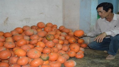   Nông dân "khổ" với giống cây Trung Quốc