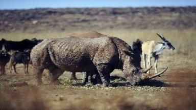  Việt Nam-Nam Phi phối hợp bảo tồn đa dạng sinh học