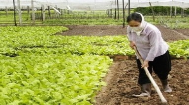  Nghịch lý rau sạch: Người dùng cần, người bán khó