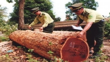  Phương pháp mới hữu hiệu bảo vệ tài nguyên rừng
