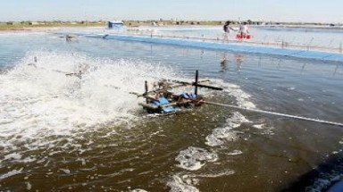 Bạc Liêu: Xây dựng đường điện 3 pha phục vụ nuôi thủy sản