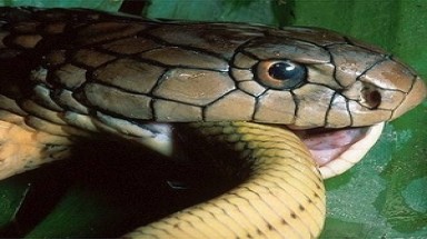 Trao tặng giải thưởng “Anh hùng giải cứu động vật” cho 3 đơn vị công an