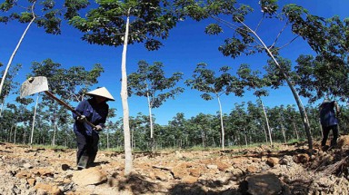  HAGL sẵn sàng đối chất từng vấn đề trước cáo buộc “sỉ nhục” của Global Witness 