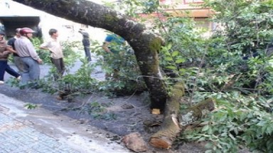  Mai anh đào cổ thụ ngã đổ giữa thành phố Đà Lạt 