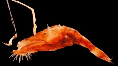   "Độc đáo" loài cá săn mồi bằng... cần câu