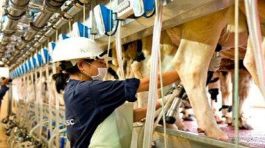  TH True Milk và nước cờ bị lỡ