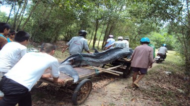  Huế: Cá voi mắc nạn, trôi dạt vào vùng biển Chân Mây