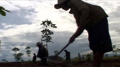  Trồng cao su từ đất rừng buộc phải khai hoang, chặt cây