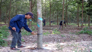  Bầu Đức: Hoàng Anh Gia Lai không chiếm đất, lấy gỗ