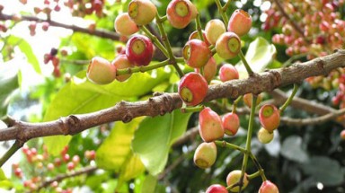     Vối - cây thuốc tuyệt vời