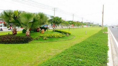 TPHCM:Bình quân đầu người, diện tích cây xanh chỉ đạt 10m²/người