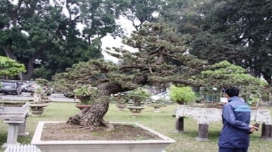  “Sêu cây” chết cùng... đại gia 