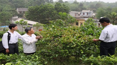     Chè tím trị nhiều bệnh