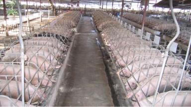  Thái Nguyên: Ô nhiễm môi trường từ các trang trại chăn nuôi 