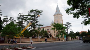 Hàng tùng cổ thụ ở Nhà thờ Con Gà -Đà Lạt bị "hạ sát"