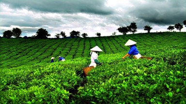 Bảo tồn và phát huy các giá trị vật thể, phi vật thể Trà Thái Nguyên 