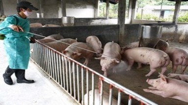 Hà Tĩnh: Công bố hết dịch tai xanh ở lợn 