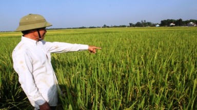   Nghệ An: Nông dân xót xa cắt lúa cho bò ăn