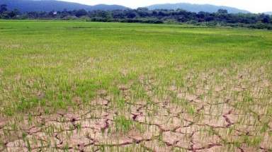  Gần trạm bơm, lúa vẫn chết vì...thiếu nước