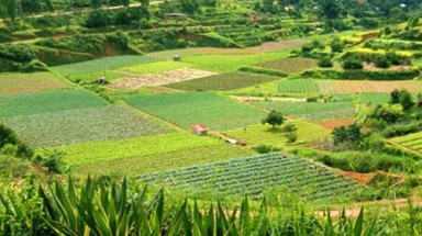  Sắp xếp đổi mới nông, lâm trường chưa đạt hiệu quả như mong muốn 