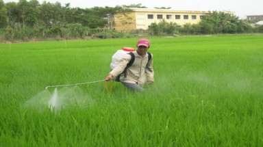  Hệ sinh thái nông nghiệp bị suy thoái do lạm dụng phân bón và thuốc trừ sâu