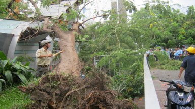  TP.HCM:Phượng trốc gốc đè bẹp cổng trường