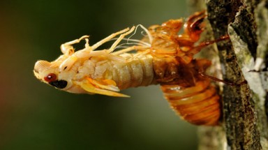  Người Mỹ phải ăn ve sầu để tránh... tiếng ồn