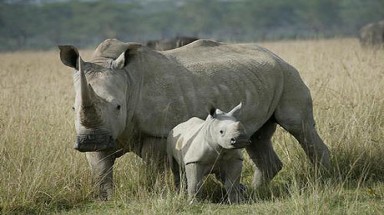  Điều tra làm rõ vụ vận chuyển 19 miếng sừng động vật nghi là tê giác 