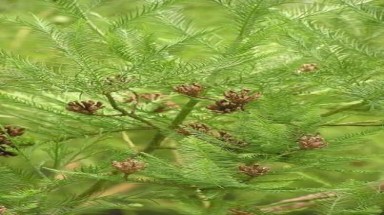 Khôi phục, phát triển thông nước - loài cây cổ quý hiếm 