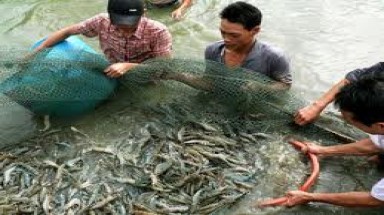  Chuyện nuôi tôm hay tài nguyên môi trường bị bán rẻ
