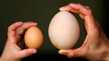    Bà bầu ăn trứng ngỗng con sẽ thông minh, khoẻ mạnh hơn ?