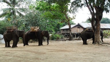     Thủ tướng phê duyệt đề án bảo tồn voi