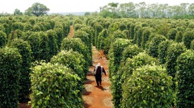  Sử dụng chế phẩm sinh học trong canh tác hồ tiêu bền vững 