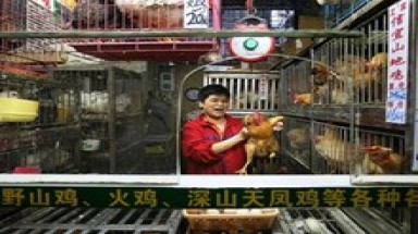  [Video] Trung Quốc thí điểm cấm kinh doanh gia cầm sống
