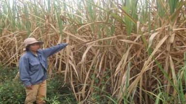  Diện tích cây trồng có nguy cơ thiệt hại do nắng nóng kéo dài