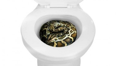 Con trăn dài gần 2m chui ra từ bồn cầu và cắn chủ nhà