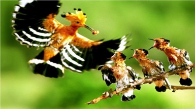 Nhân Ngày Quốc tế Đa dạng sinh học 22/5: Giảm tiêu thụ các loài động vật hoang dã nguy cấp