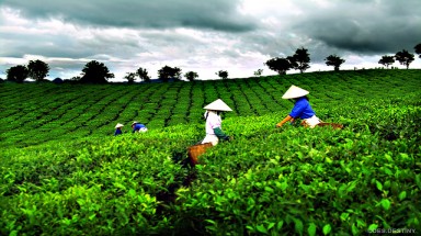  Thái Nguyên: Khó quản lý đất đai khi người dân san lấp ruộng để trồng chè