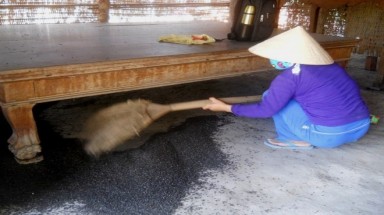  Tây Ninh: Hàng triệu con bọ đậu đen bay vào nhà dân 