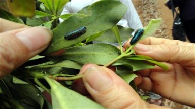  Bọ ánh kim tàn phá rừng hồi ở Lạng Sơn