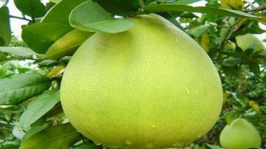   Trị hói đầu bằng tinh dầu bưởi