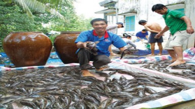  Người nuôi cá bống tượng ở Cà Mau bị lỗ nặng vì giá giảm mạnh