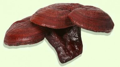 Cẩn trọng khi mua nấm linh chi