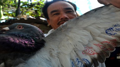   Ngư dân Lý Sơn bắt được chim có ký tự lạ ở Hoàng Sa