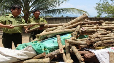  Khánh Hoà: Chặt gỗ trắc non bán cho Trung Quốc