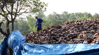Lại xuất hiện tình trạng mua lá điều khô ở Bình Phước