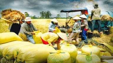  Doanh nghiệp và nông dân An Giang chưa “gặp nhau” trên cánh đồng lớn