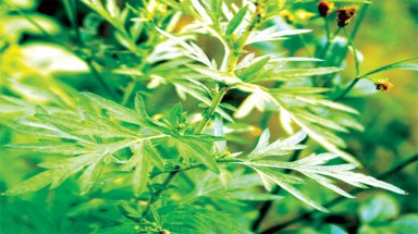     Bài thuốc chữa mẩn ngứa vùng kín